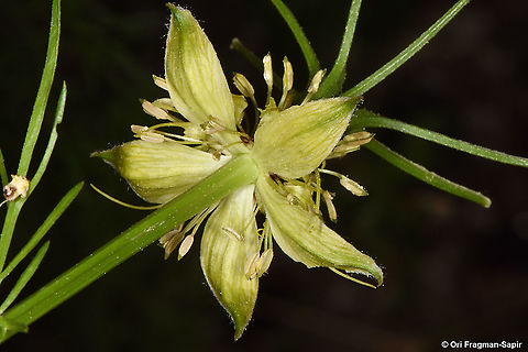 Nigella oxypetala  Nigella oxypetala