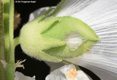 Alcea striata  Alcea striata