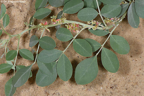 Indigofera coerulea  Indigofera coerulea
