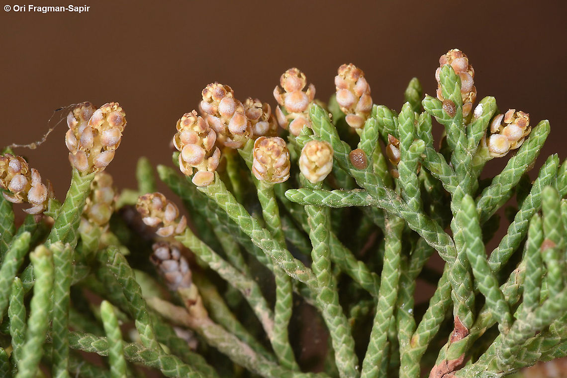 Juniperus phoenicea  Fall,Geotagged,Jordan,Juniperus phoenicea