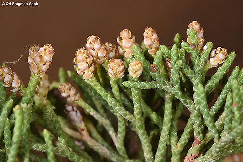 Juniperus phoenicea  Fall,Geotagged,Jordan,Juniperus phoenicea