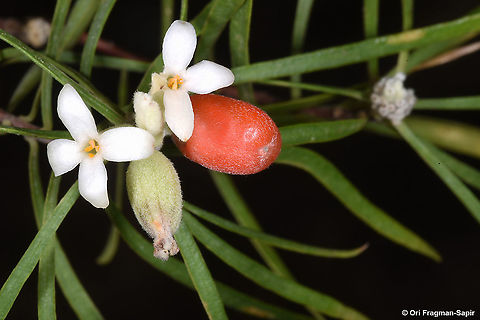 Daphne linearifolia  Daphne linearifolia,Fall,Geotagged,Jordan