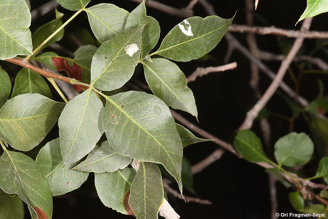 Pistacia khinjuk  Fall,Geotagged,Jordan,Pistacia khinjuk