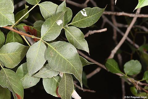 Pistacia khinjuk  Fall,Geotagged,Jordan,Pistacia khinjuk