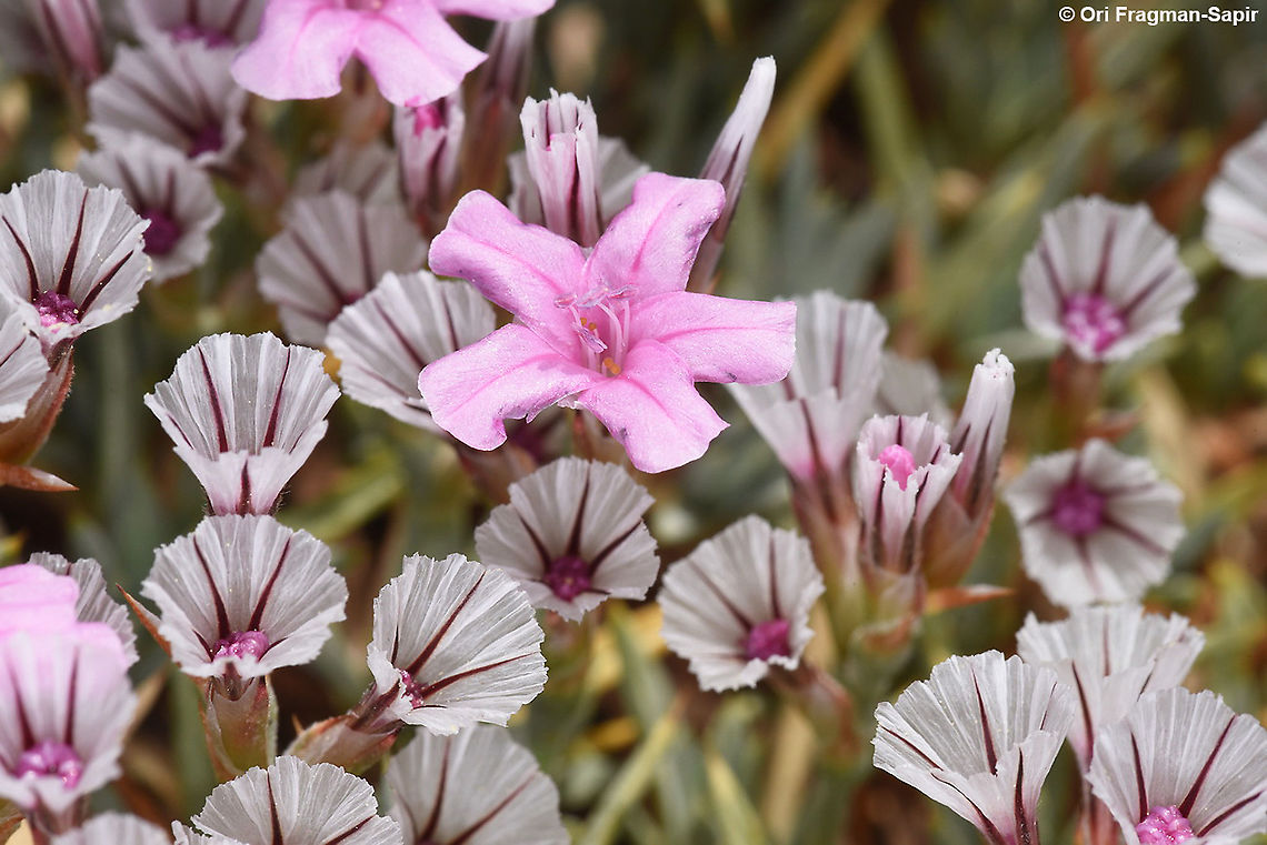 Acantholimon libanoticum Mt Hermon 2150m Acantholimon libanoticum,Geotagged,Summer