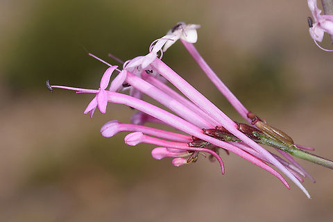 Centranthus longiflorus