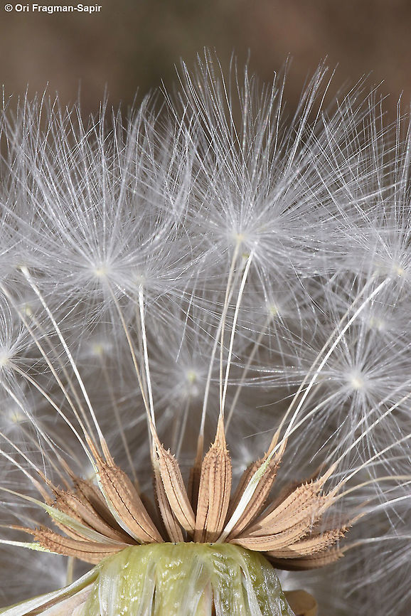 Taraxacum syriacum Mt Hermon 2200m Geotagged,Summer,Taraxacum syriacum