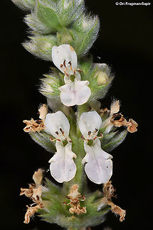 Stachys longispicata