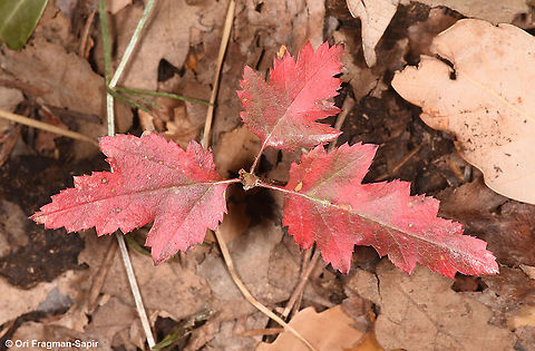 Sorbus torminalis  Fall,Geotagged,Sorbus torminalis,Wild service tree