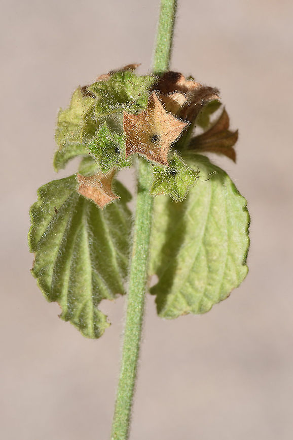 Ballota philistaea  Ballota philistaea