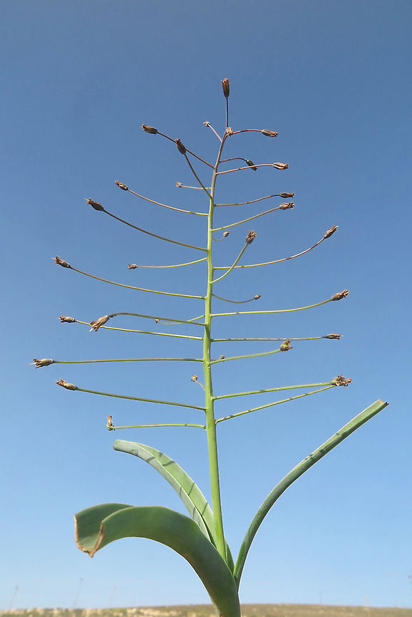 Bellevalia longipes S Hebron Mts, Mizpe Yair Bellevalia longipes,Geotagged,Spring