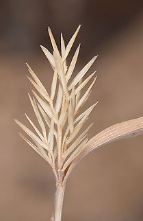 Boissiera squarrosa s Israel, Negev Highlands, Arod Pass Boissiera squarrosa,Geotagged,Israel,Spring