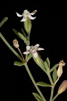 Bolanthus filicaulis JBG Bolanthus filicaulis
