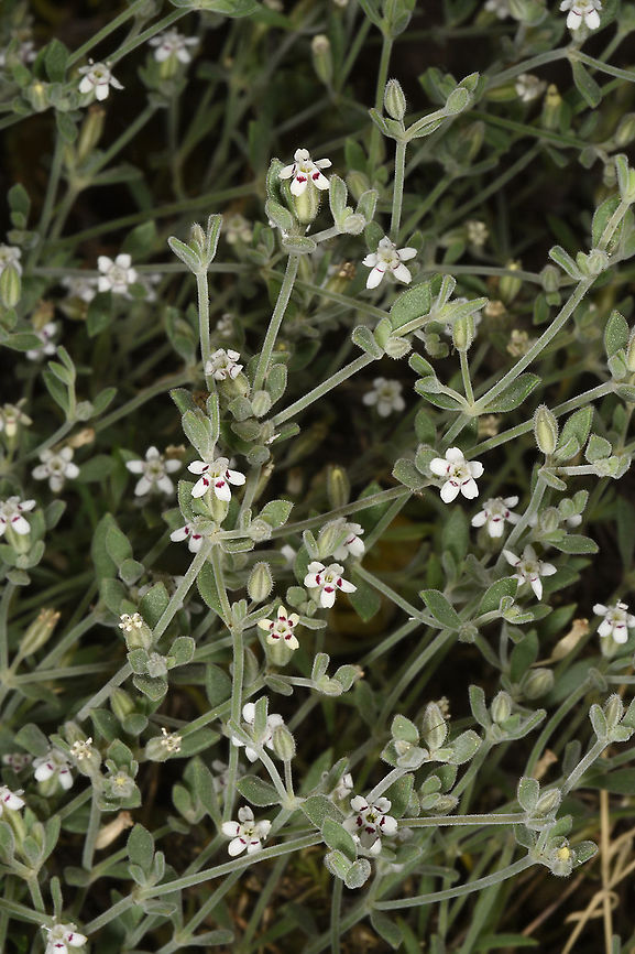 Bolanthus filicaulis JBG Bolanthus filicaulis