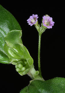 Boerhavia repens  Boerhavia repens