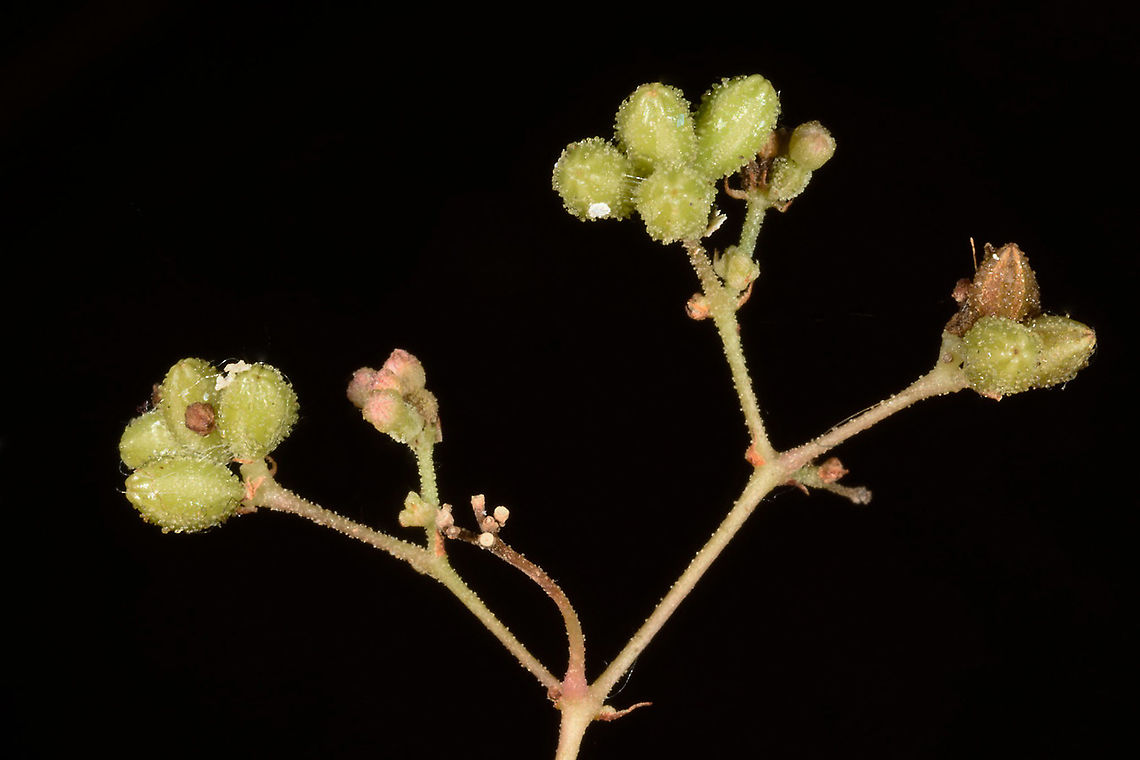 Boerhavia repens  Boerhavia repens