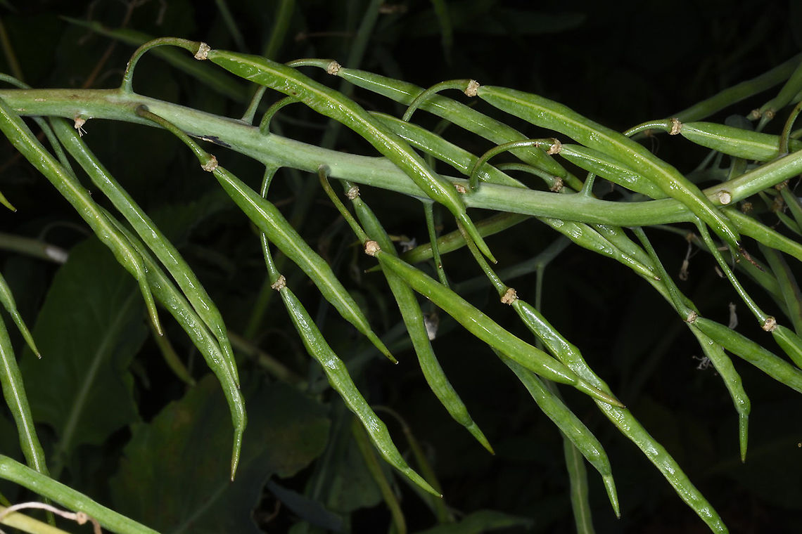 Brassica cretica  Brassica cretica