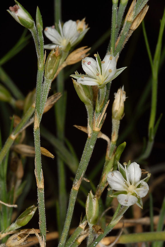 Bufonia ramonensis  Bufonia ramonensis