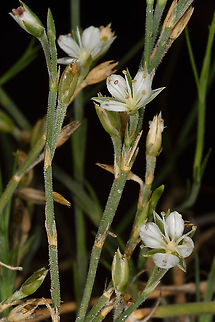 Bufonia ramonensis  Bufonia ramonensis