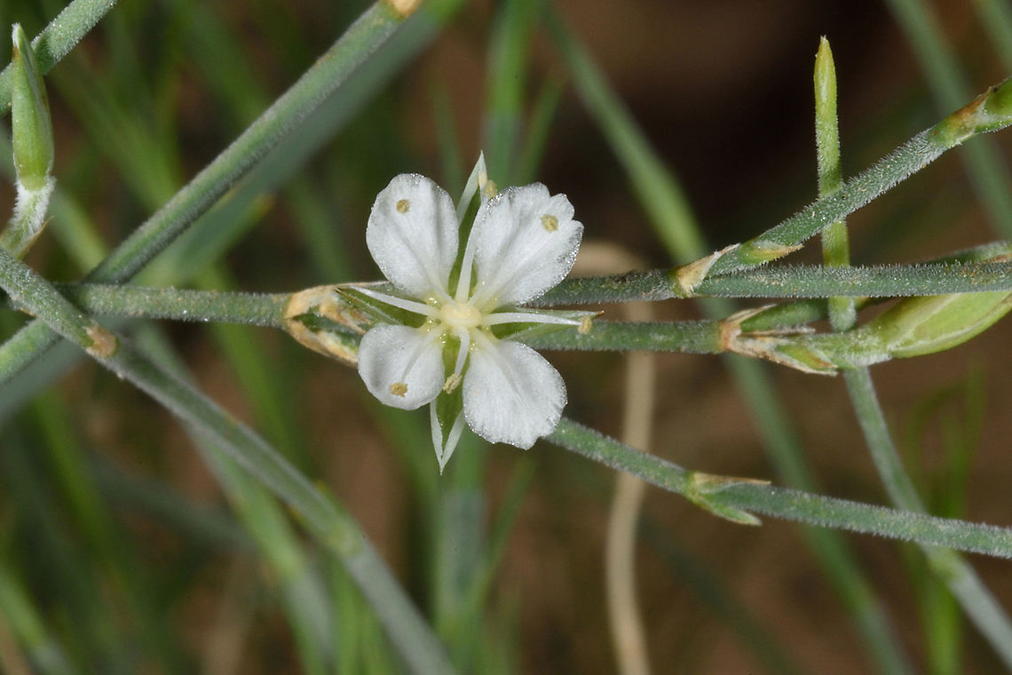 Bufonia ramonensis  Bufonia ramonensis