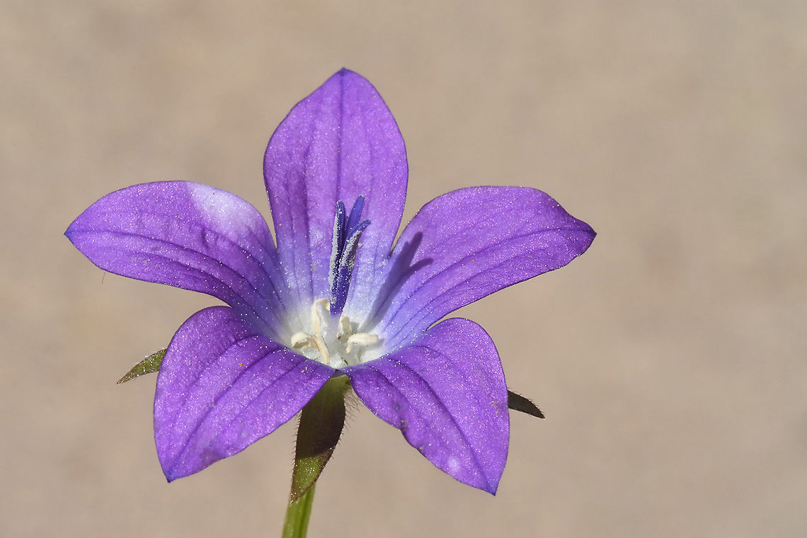 Campanula sidoniensis  Campanula sidionensis,Campanula sidoniensis