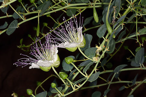 Capparis aegyptia  Capparis aegyptia,Egyptian Caper,Geotagged,Jordan,Spring