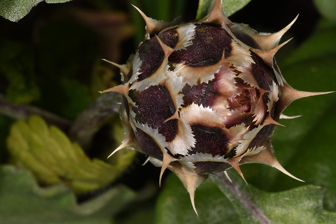 Centaurea pumilio  Centaurea pumilio