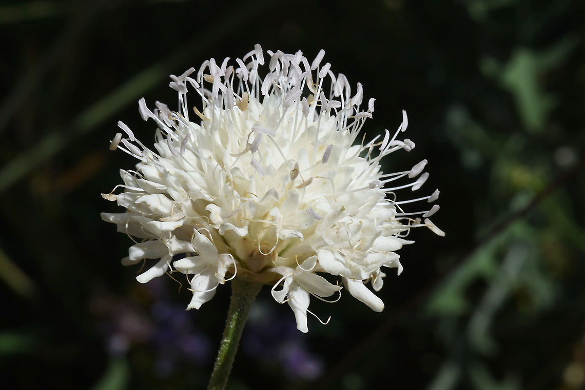Cephalaria stellipilis  Cephalaria stellipilis