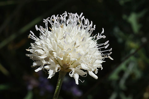 Cephalaria stellipilis  Cephalaria stellipilis