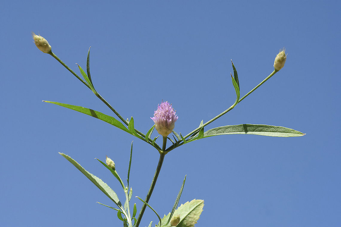 Cephalaria tenella  Cephalaria tenella