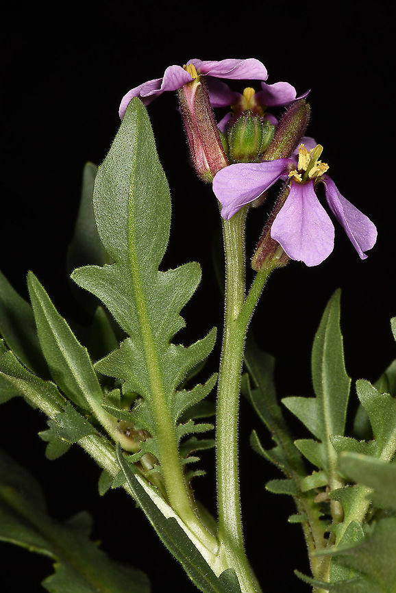 Chorispora purpurascens  Chorispora purpurascens