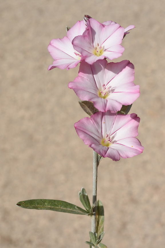 Convolvulus oleifolius  Convolvulus oleifolius