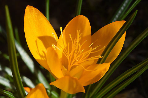 Crocus graveolens  Crocus graveolens