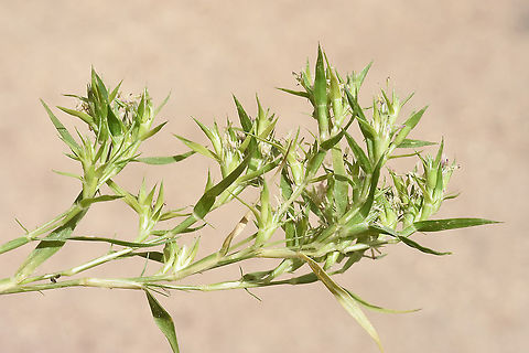 Crypsis minuartioides  Crypsis minuartioides