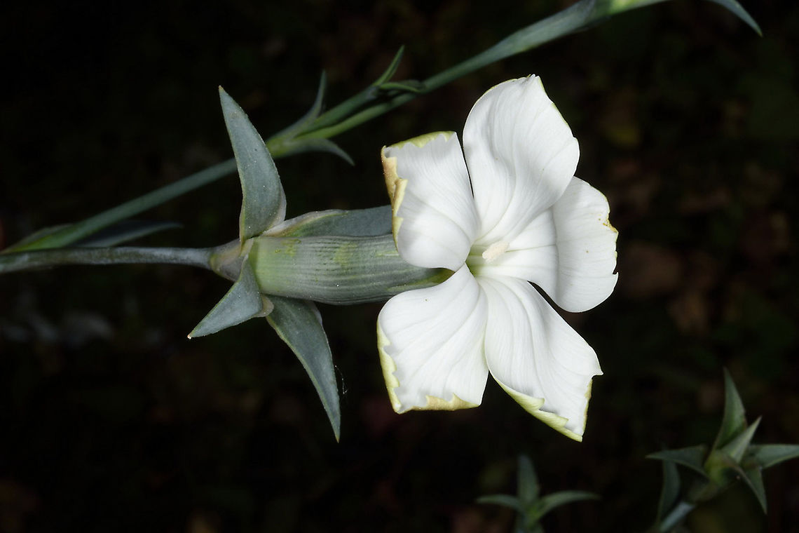 Dianthus monadelphus  Dianthus monadelphus