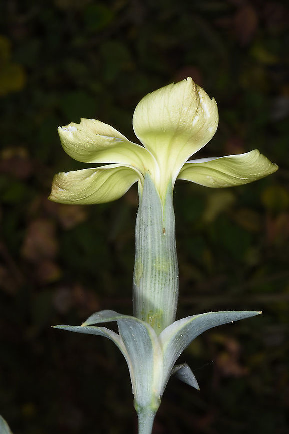 Dianthus monadelphus  Dianthus monadelphus