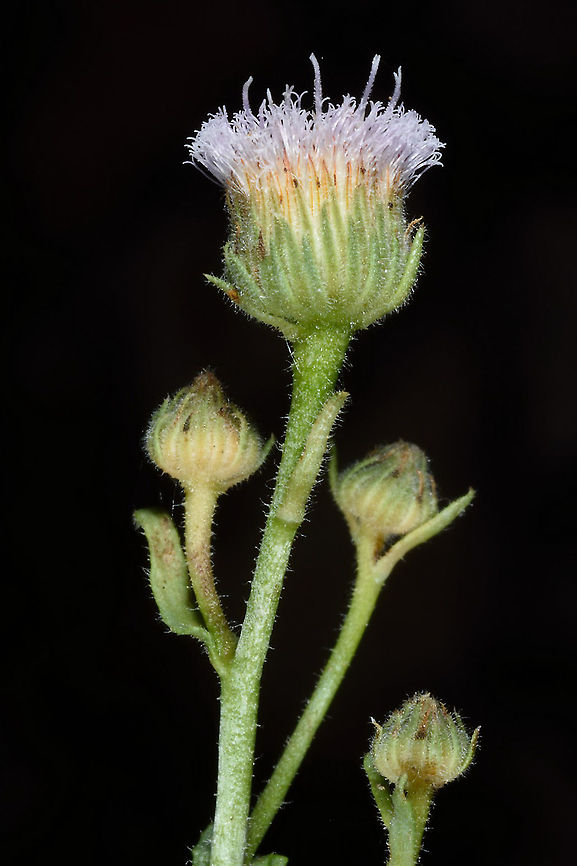 Doellia bovei  Doellia bovei