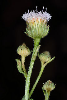 Doellia bovei  Doellia bovei