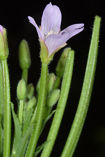Epilobium parviflorum  Epilobium parviflorum
