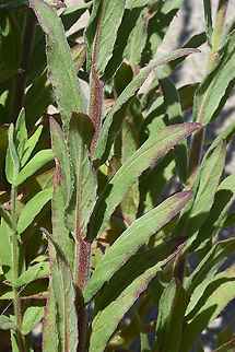 Epilobium parviflorum  Epilobium parviflorum