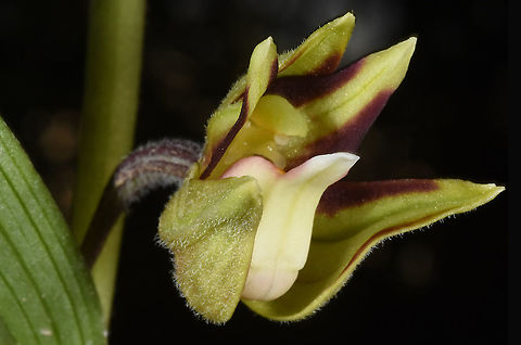 Epipactis veratrifolia  Epipactis veratrifolia