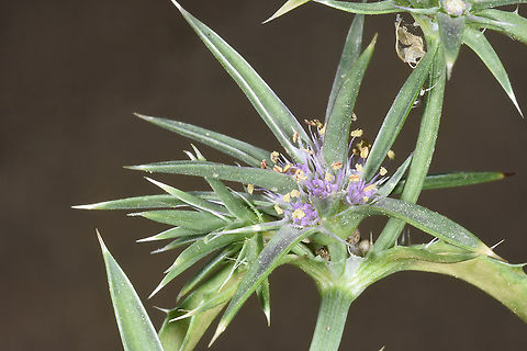 Eryngium barrelieri  Eryngium barrelieri