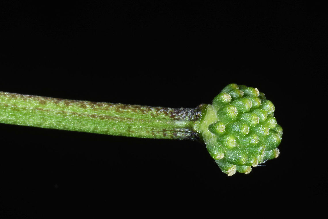 Ficaria verna  Ficaria verna,Lesser celandine