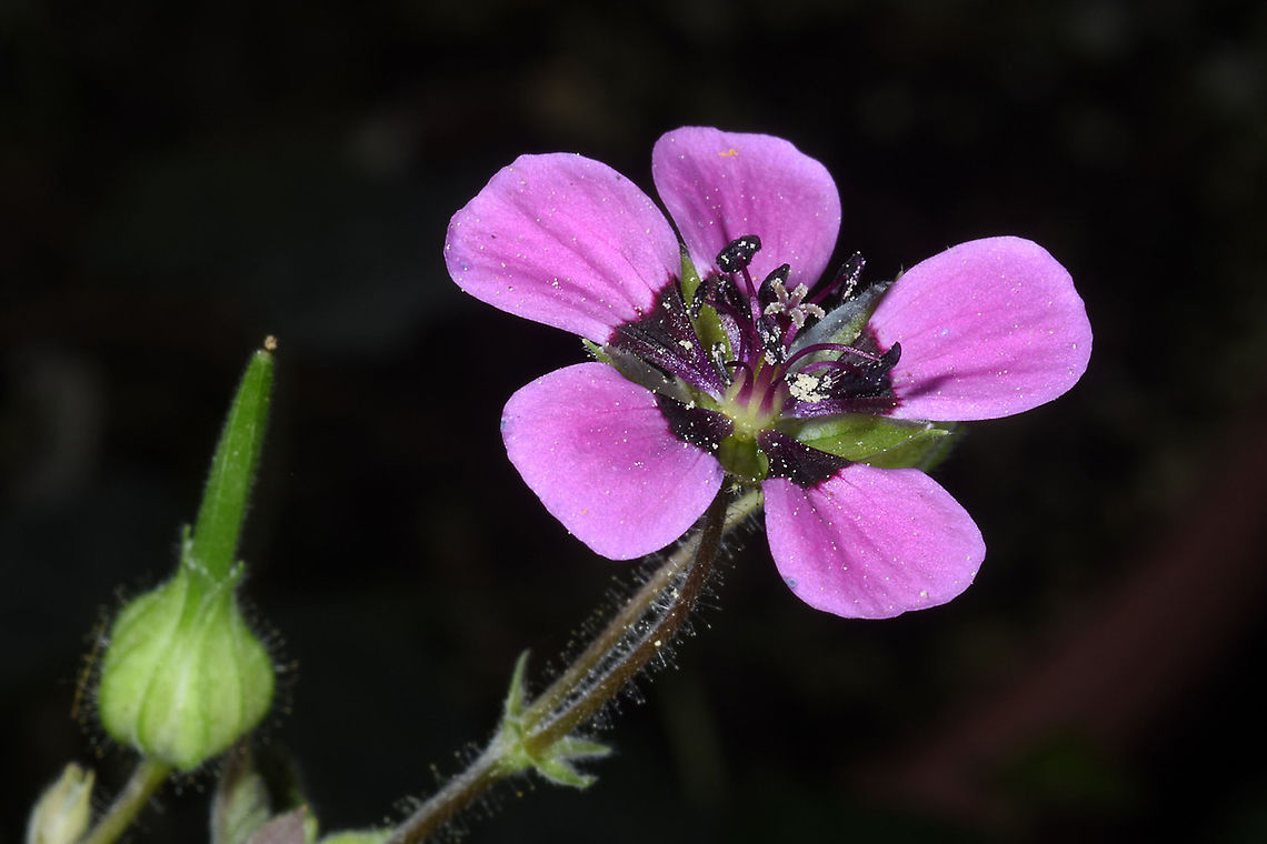 Geranium mascatense  Geranium mascatense
