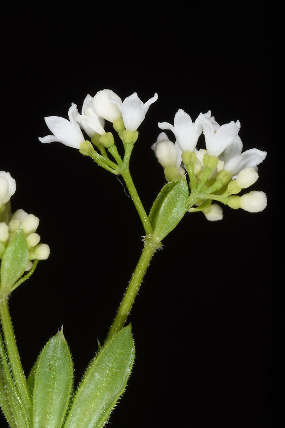 Galium rivale  Galium rivale