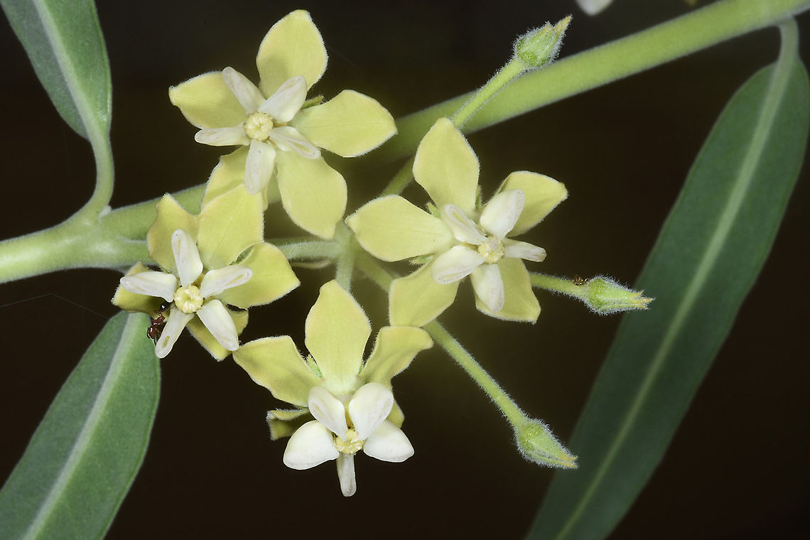 Gomphocarpus sinaicus  Gomphocarpus sinaicus
