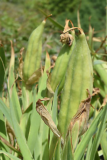 Iris haynei  Iris haynei