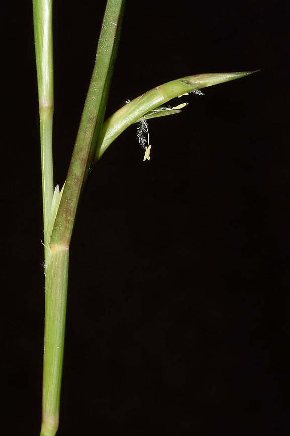 Hemarthria altissima  Hemarthria altissima