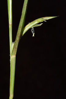 Hemarthria altissima  Hemarthria altissima