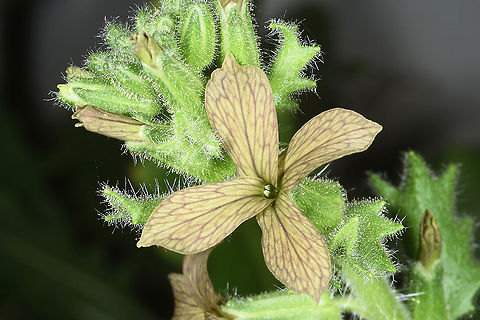 Hesperis pendula  Hesperis pendula